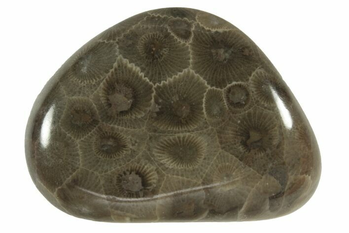 Polished Petoskey Stone (Fossil Coral) - Michigan #230445